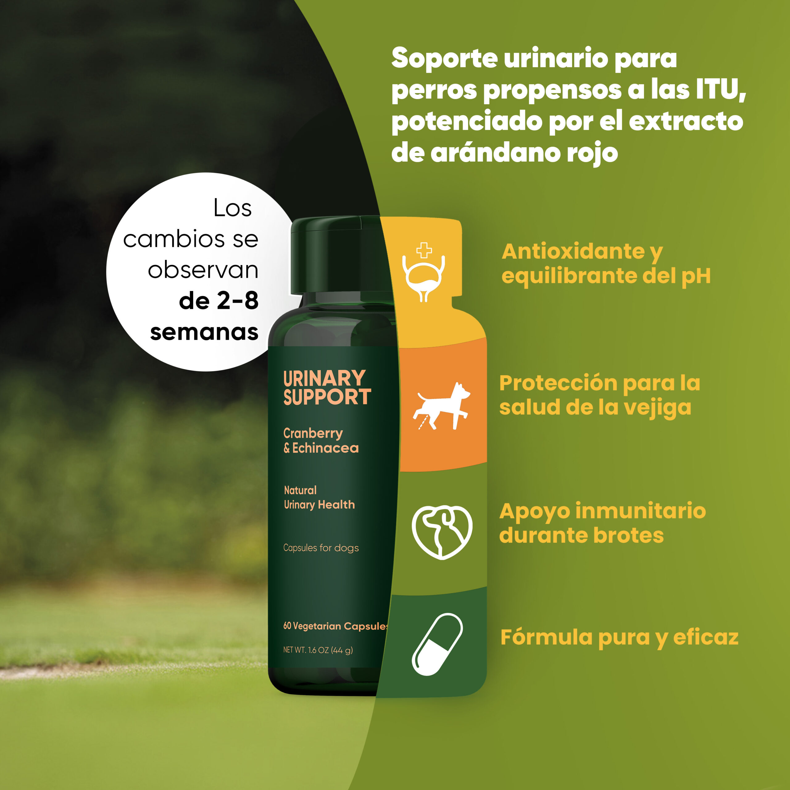 Urinary Support 2